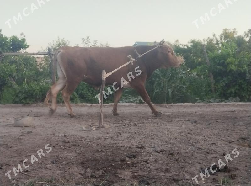 окуз - Çärjew - img 2