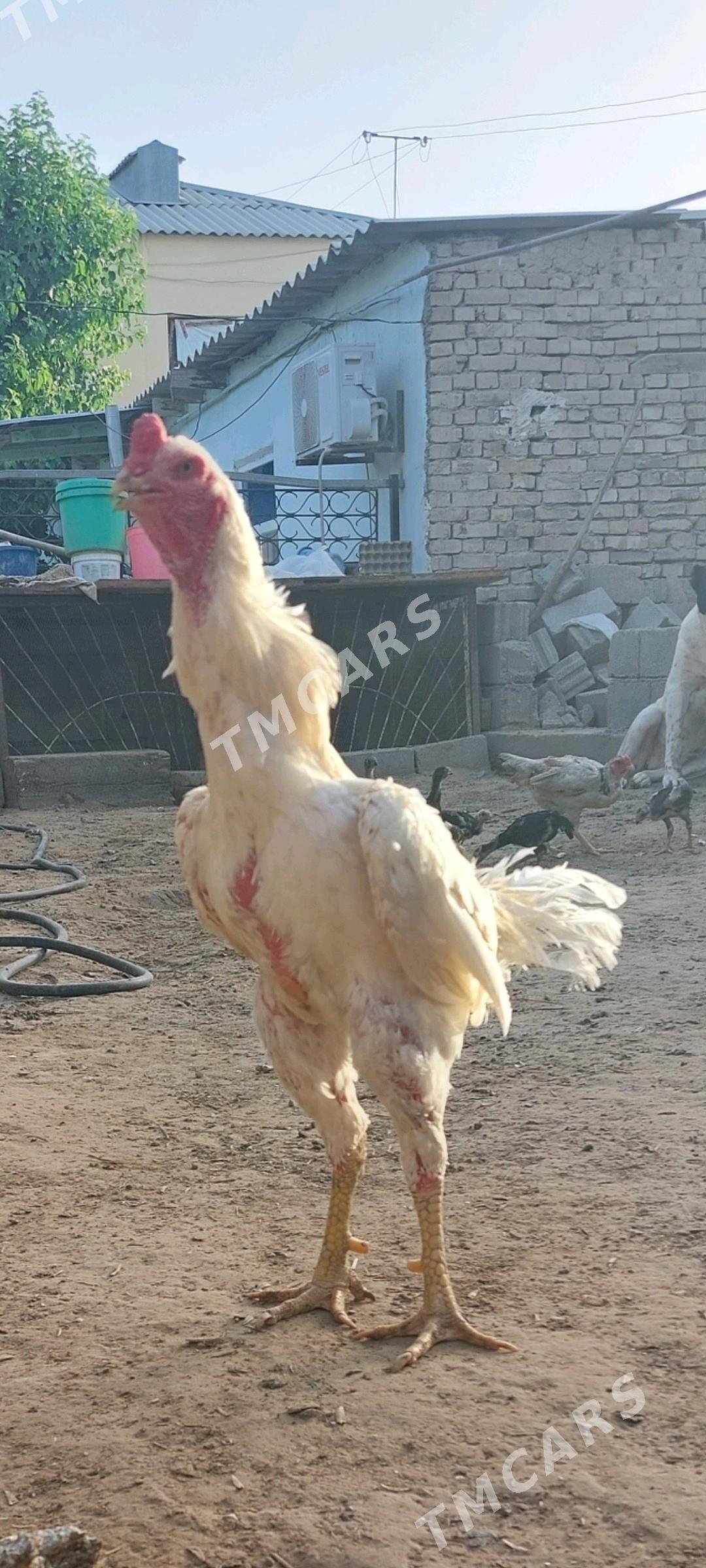 Taşkent horaz a - Ашхабад - img 5