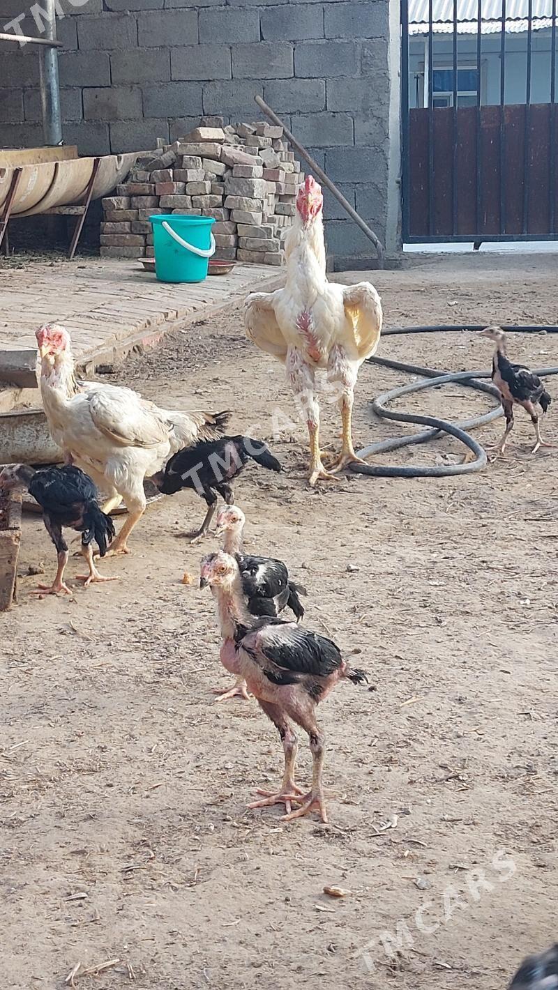Taşkent horaz a - Ашхабад - img 4