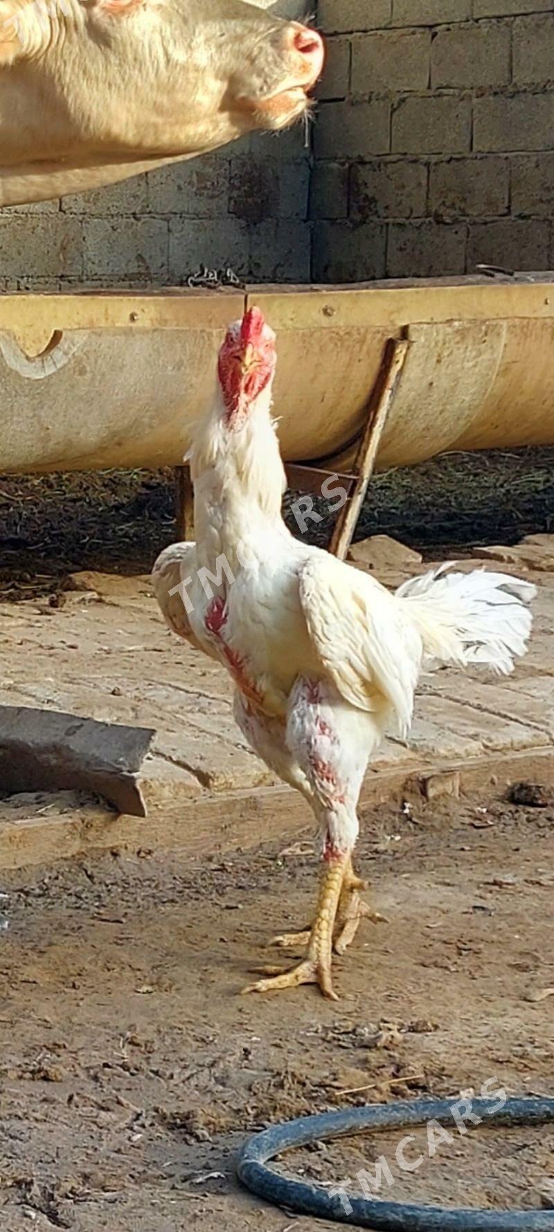Taşkent horaz a - Ашхабад - img 3