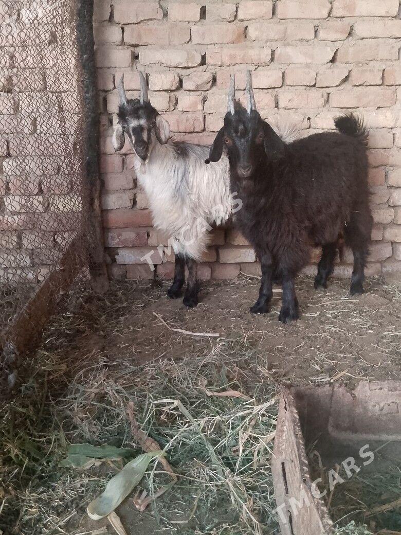 çewbiş - Mary - img 2