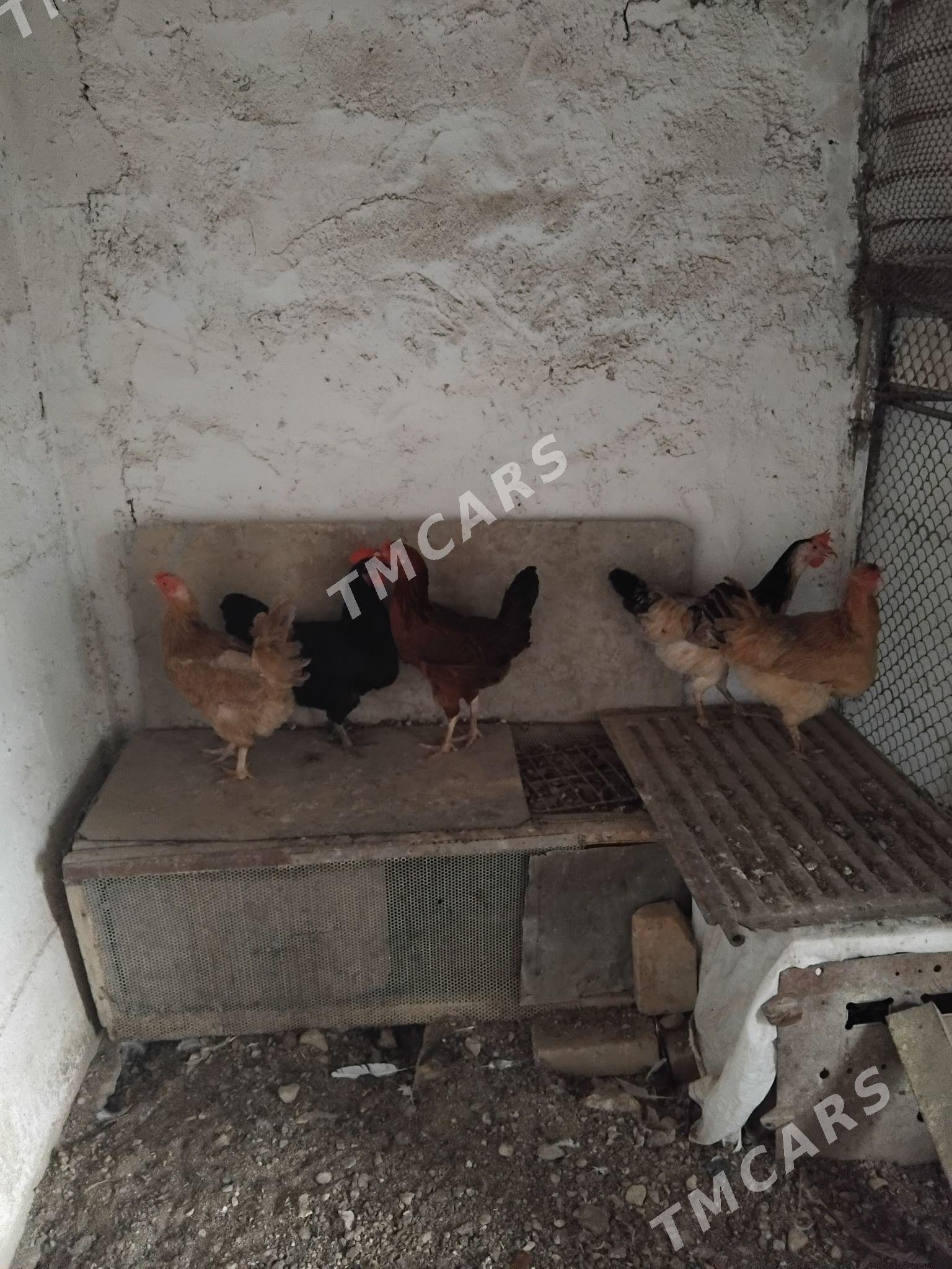 towuklar - Balkanabat - img 3