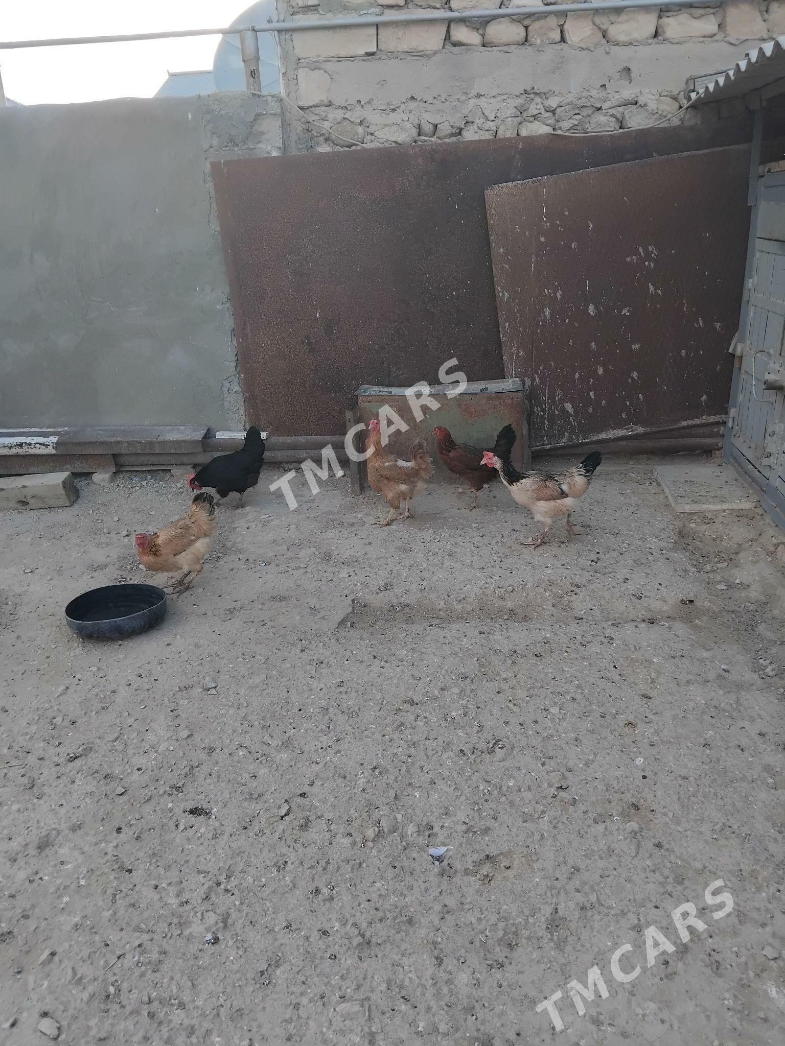 towuklar - Balkanabat - img 2