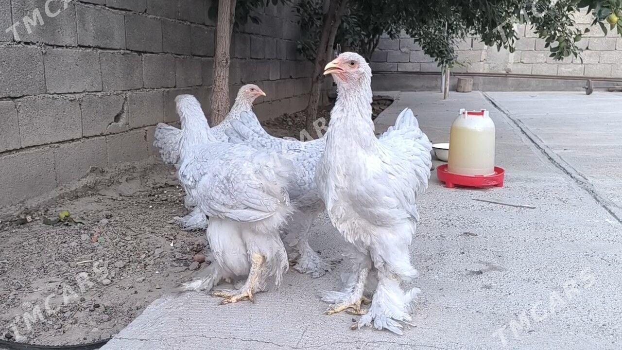 BRAMA LAWANDA - Bagyr - img 2