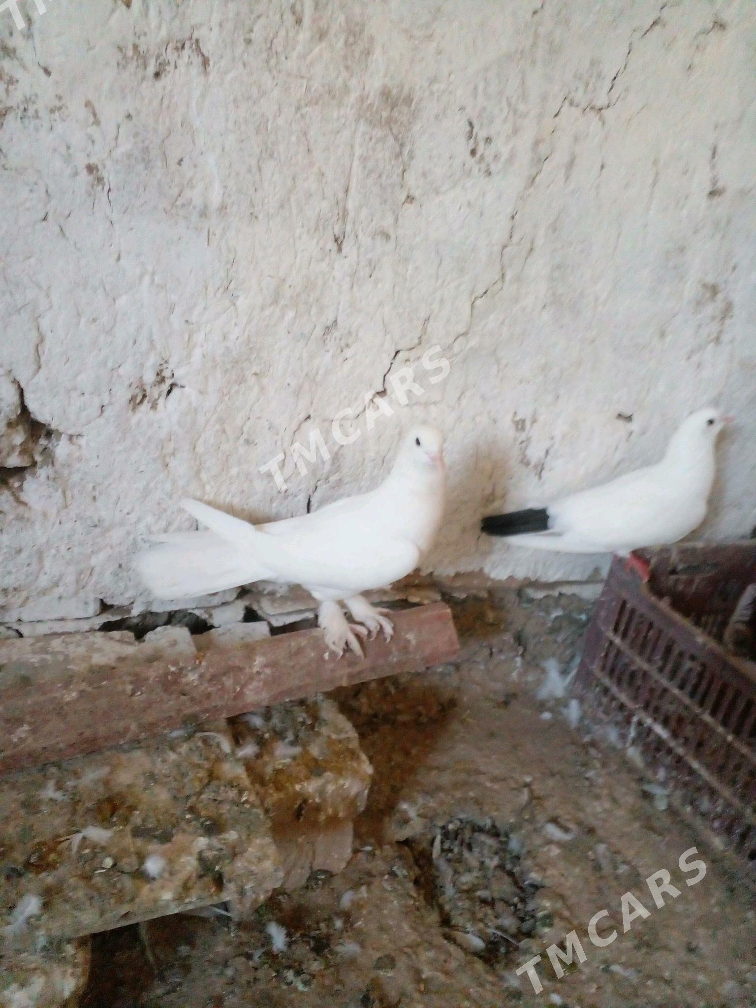 kepderi - Sarahs - img 3