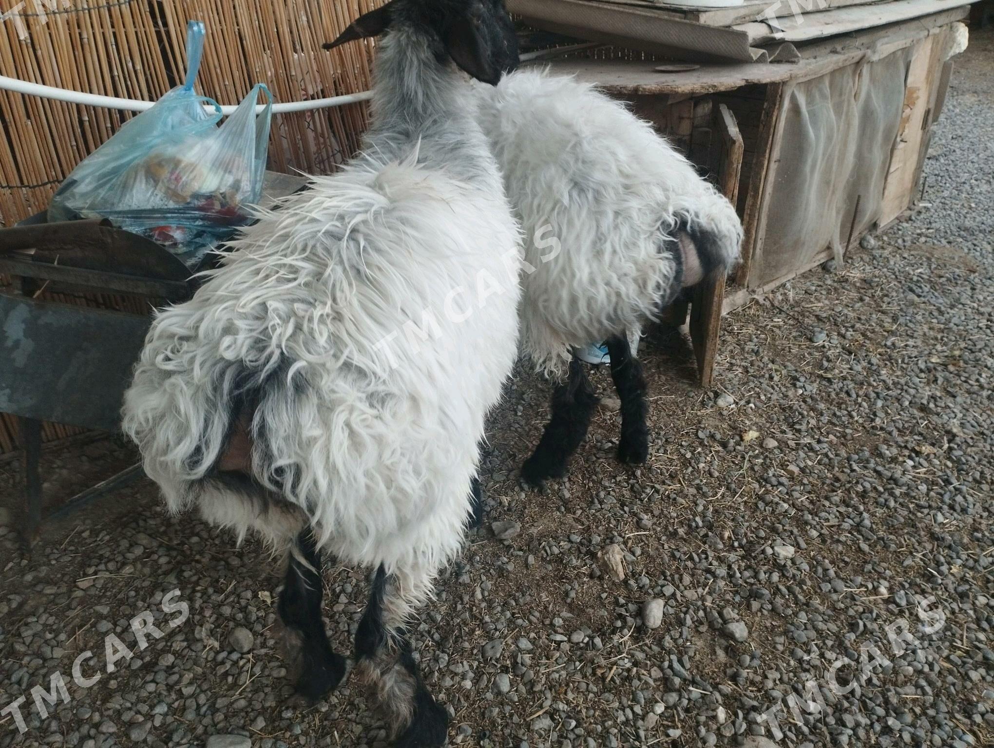 işşek - Aşgabat - img 3