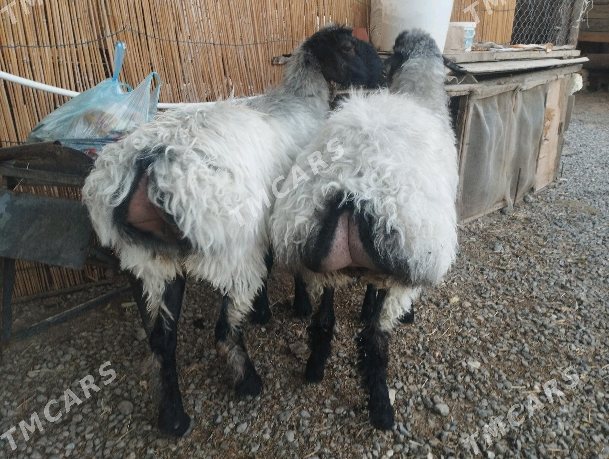 işşek - Änew - img 2