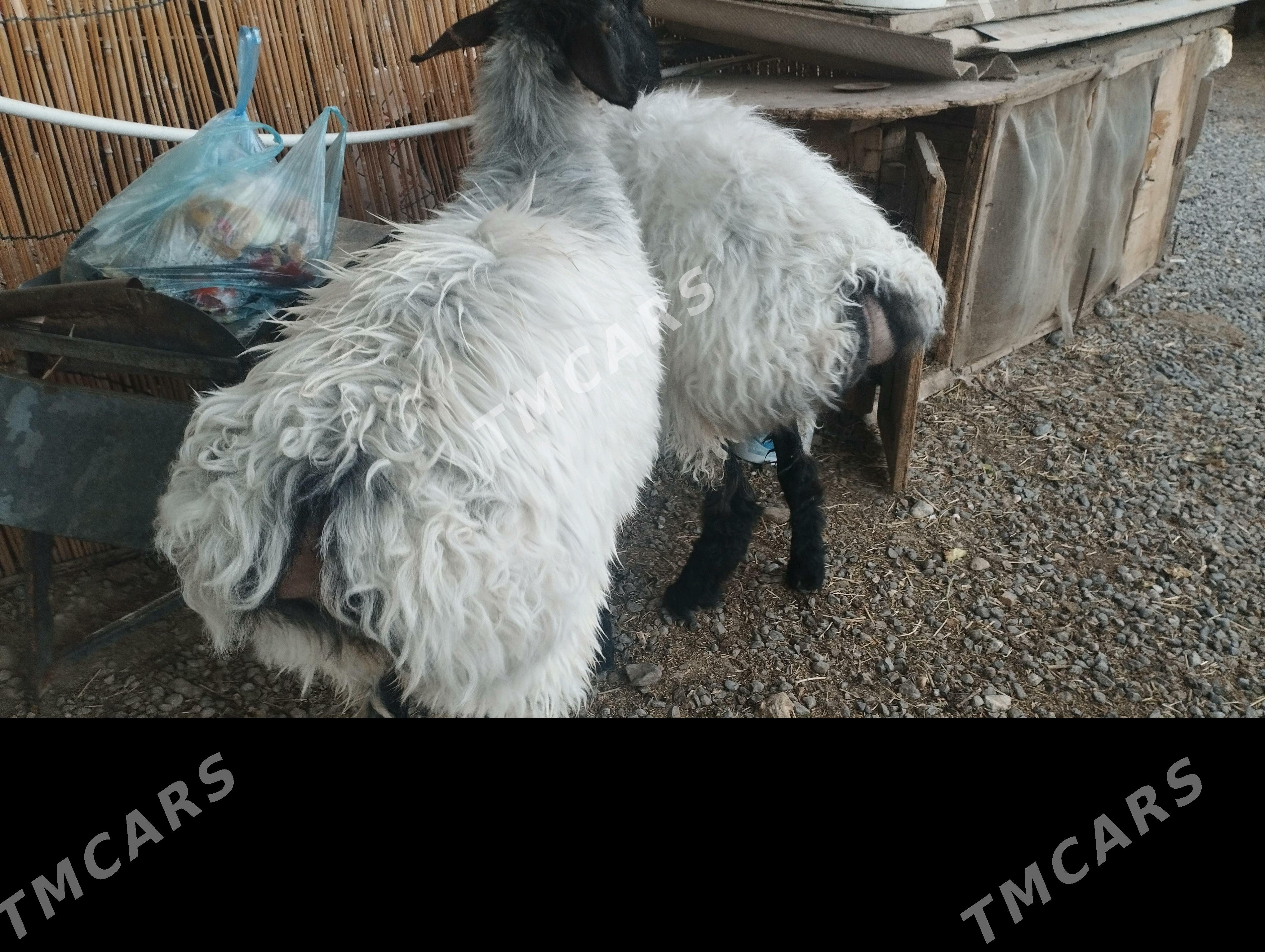 işşek - Änew - img 3