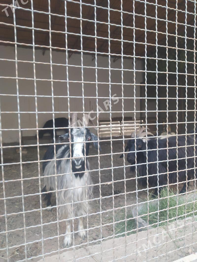 goyunlar we geçiler - Мары - img 2