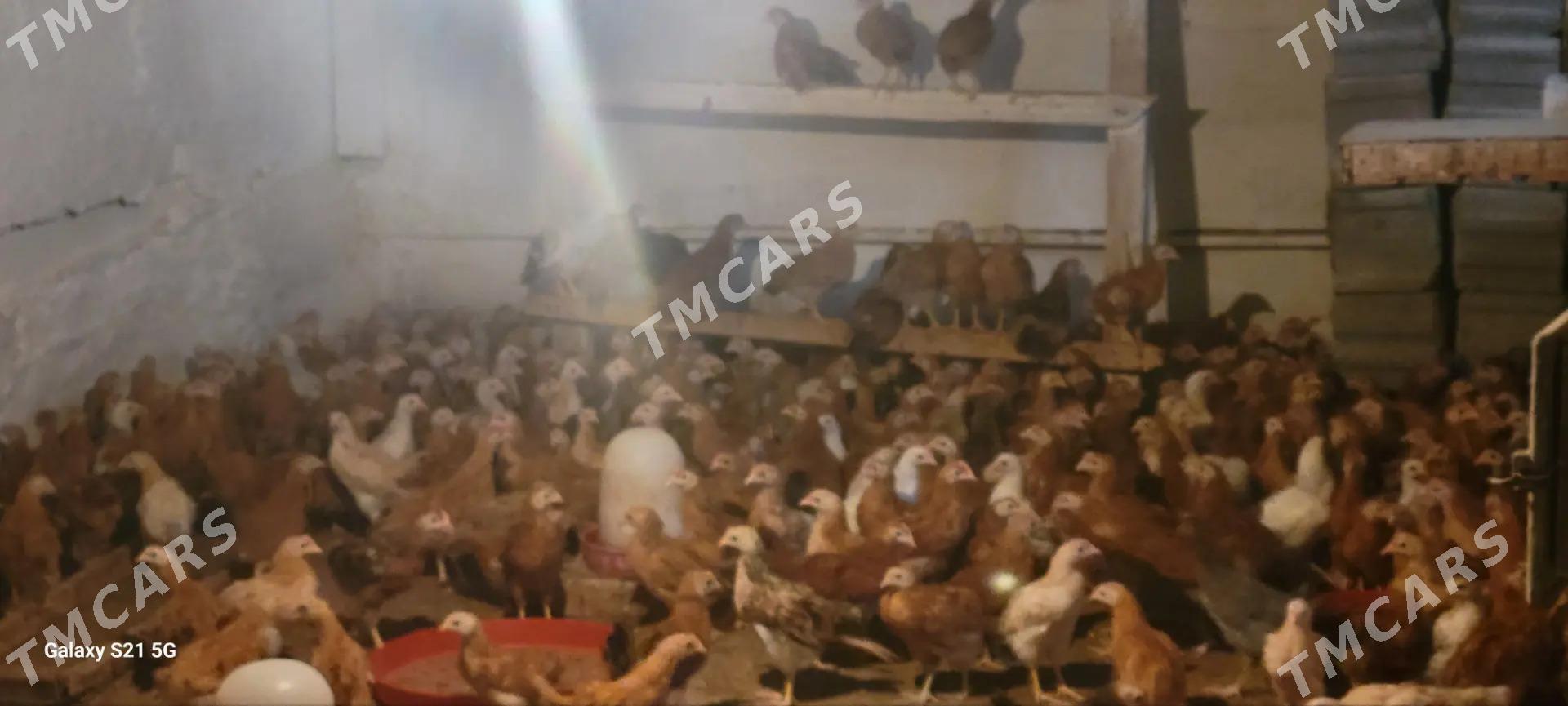Jüje elin - Köşi - img 2