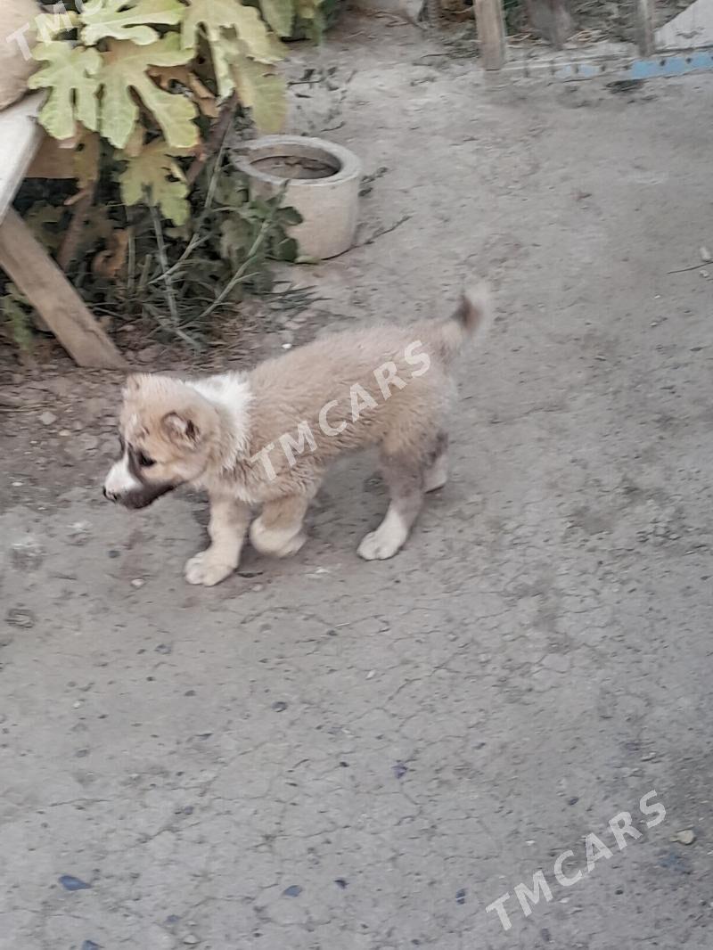 Kici gujuk - Кака - img 2