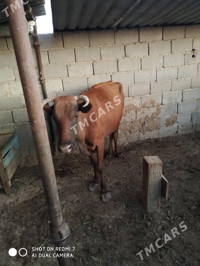 sygyr - Türkmenbaşy - img 1