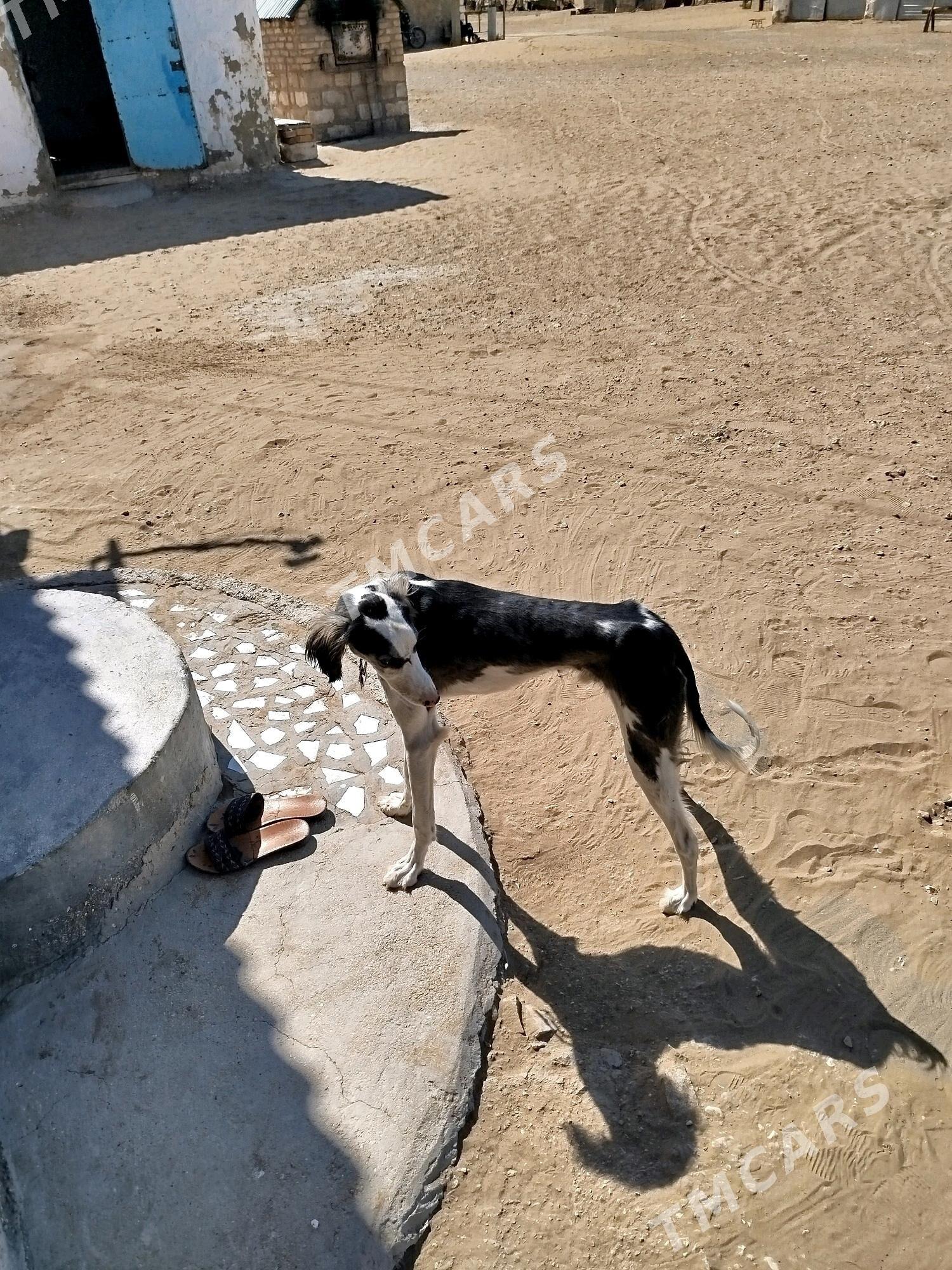 Tazy - Bereket - img 2