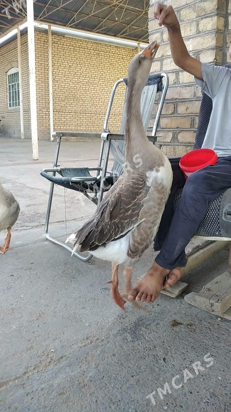 satılık guslar 2 sany par - Векильбазар - img 3
