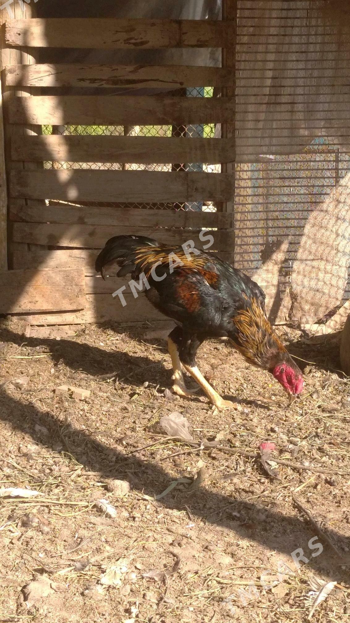 Horaz - Şabat etr. - img 2