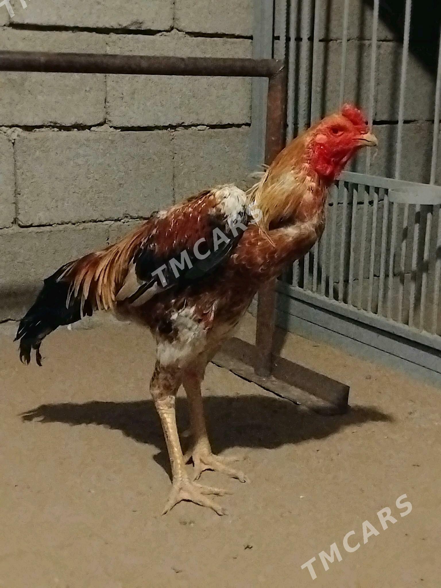 Taşkent horaz - Ашхабад - img 2