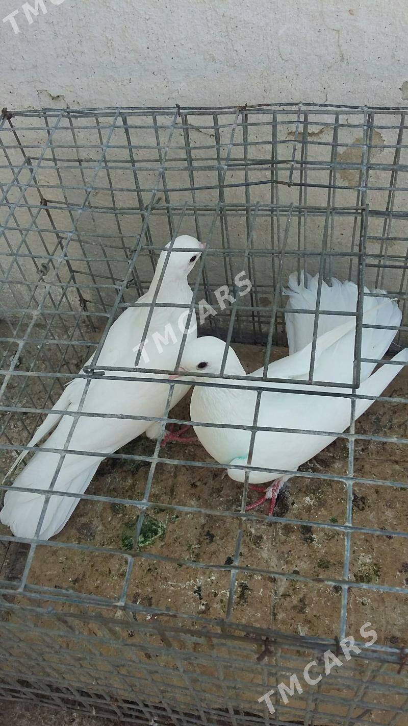 kepderi - Aşgabat - img 3
