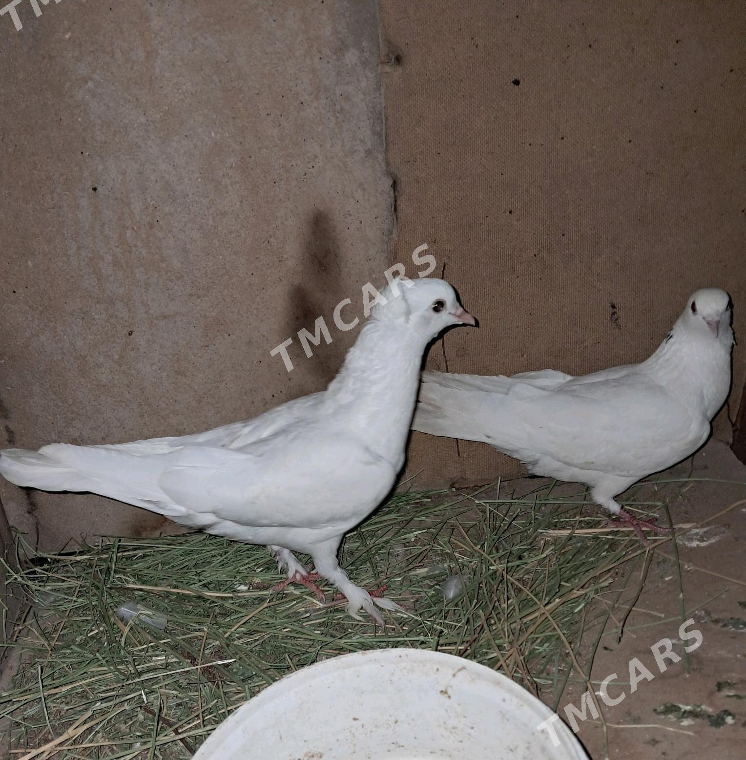 kepderi - Sakarçäge - img 3