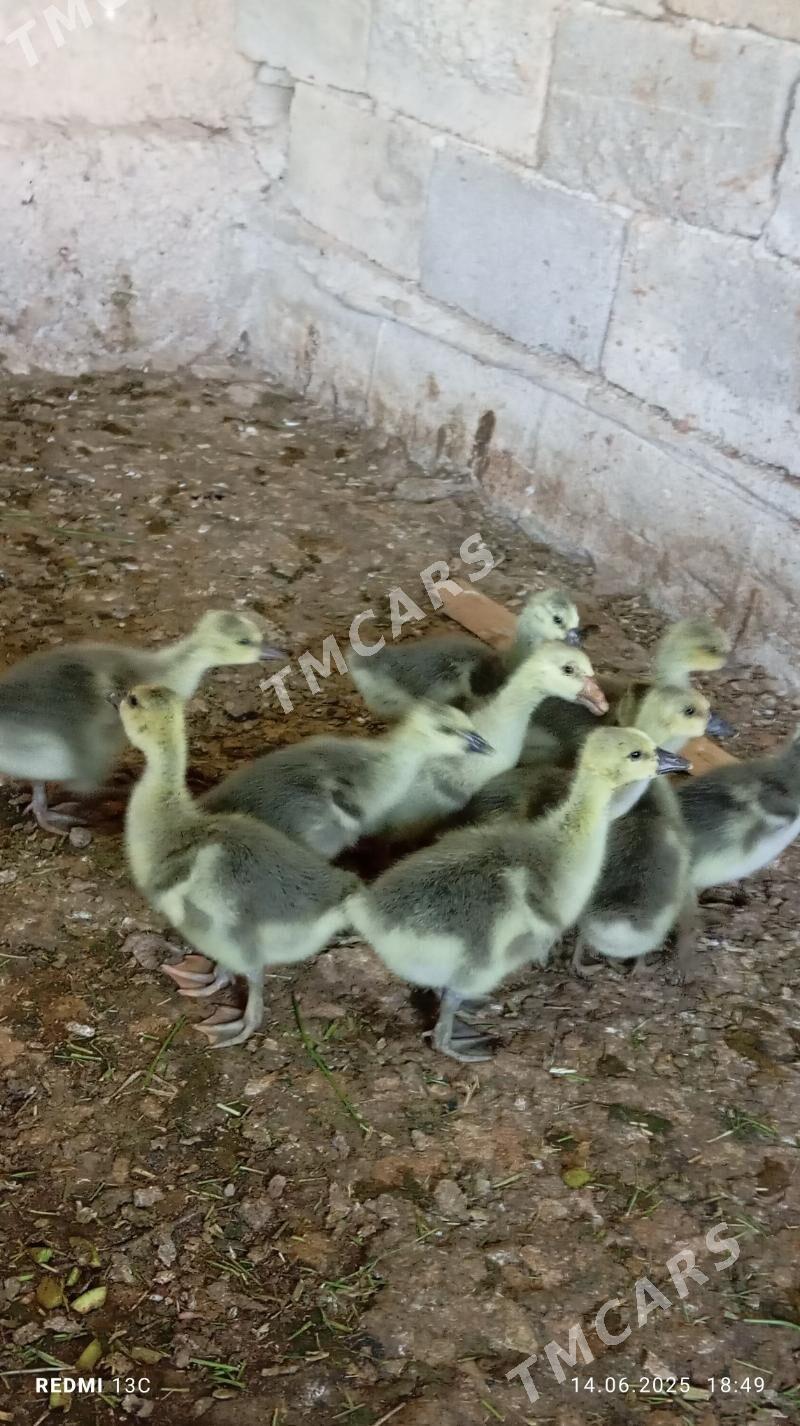 Gus - Aşgabat - img 3