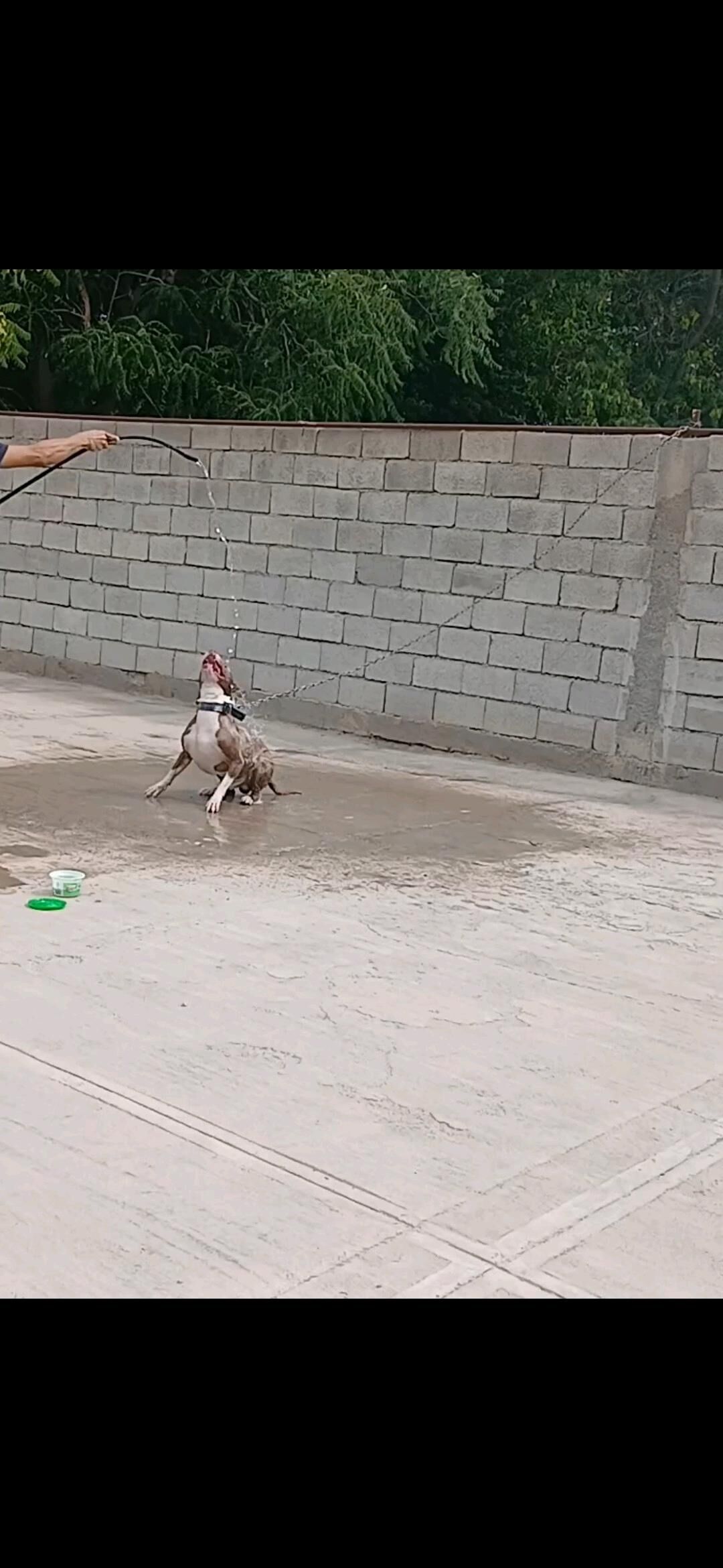 pitbull - Aşgabat - img 8