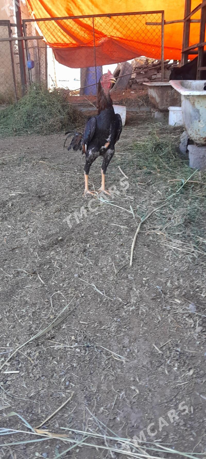 taskent - Gökdepe - img 2