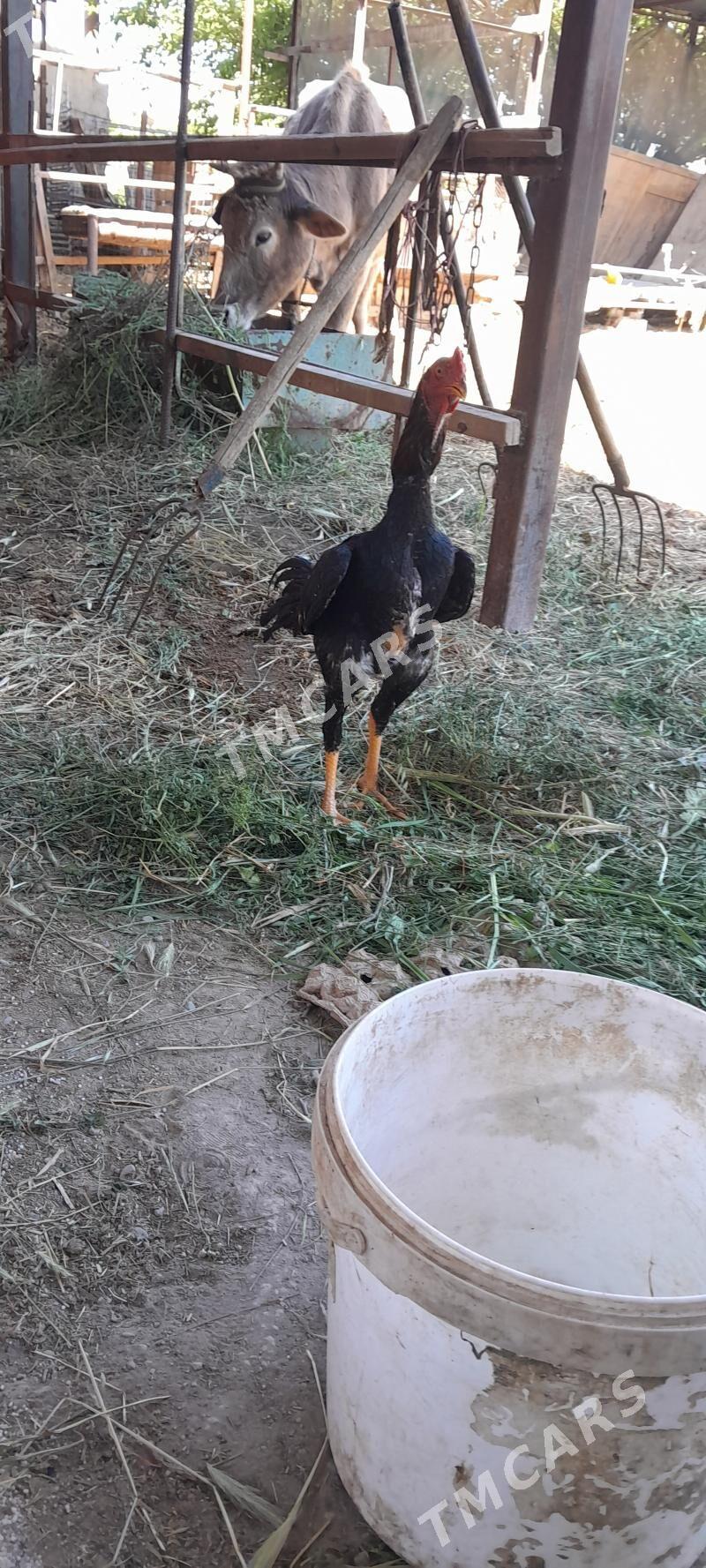 taskent - Gökdepe - img 3