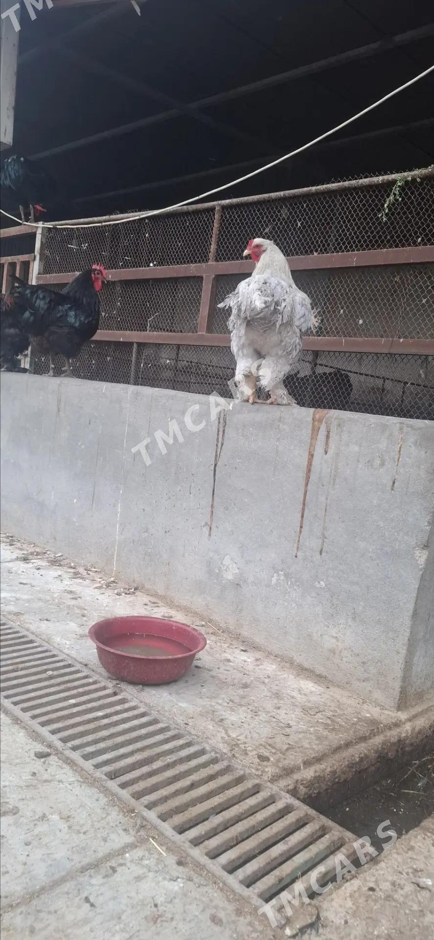Brama Gigant Horazlar - Gökdepe - img 2