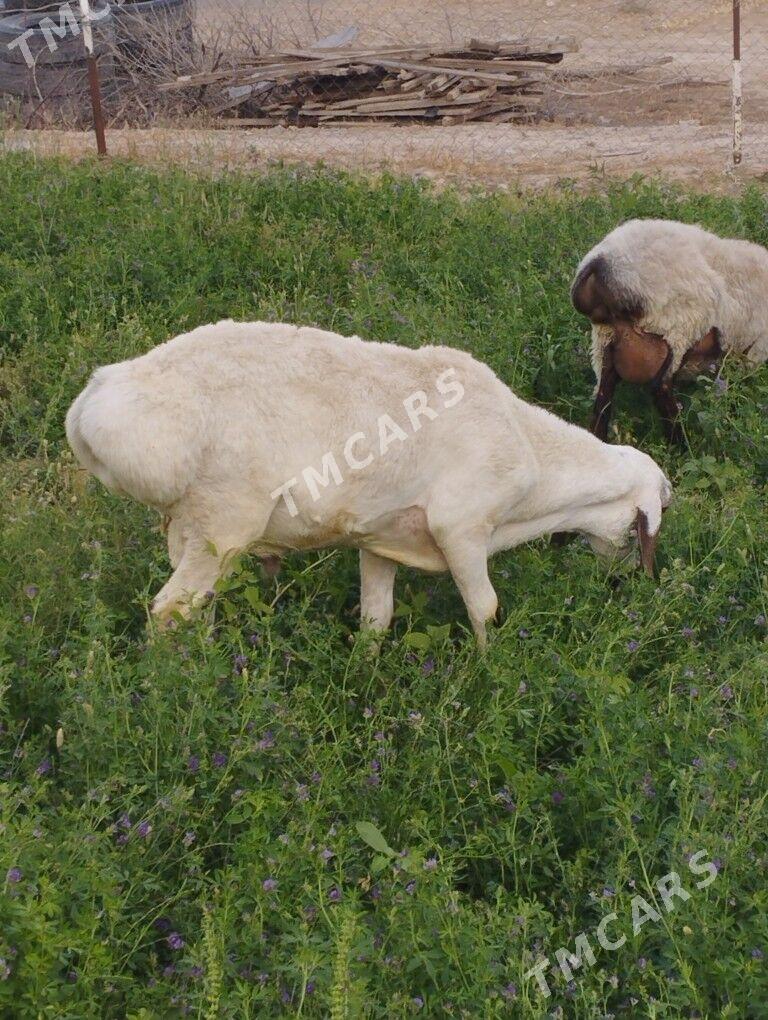 ГАРАШАРНА ГОЧ - Gökdepe - img 2
