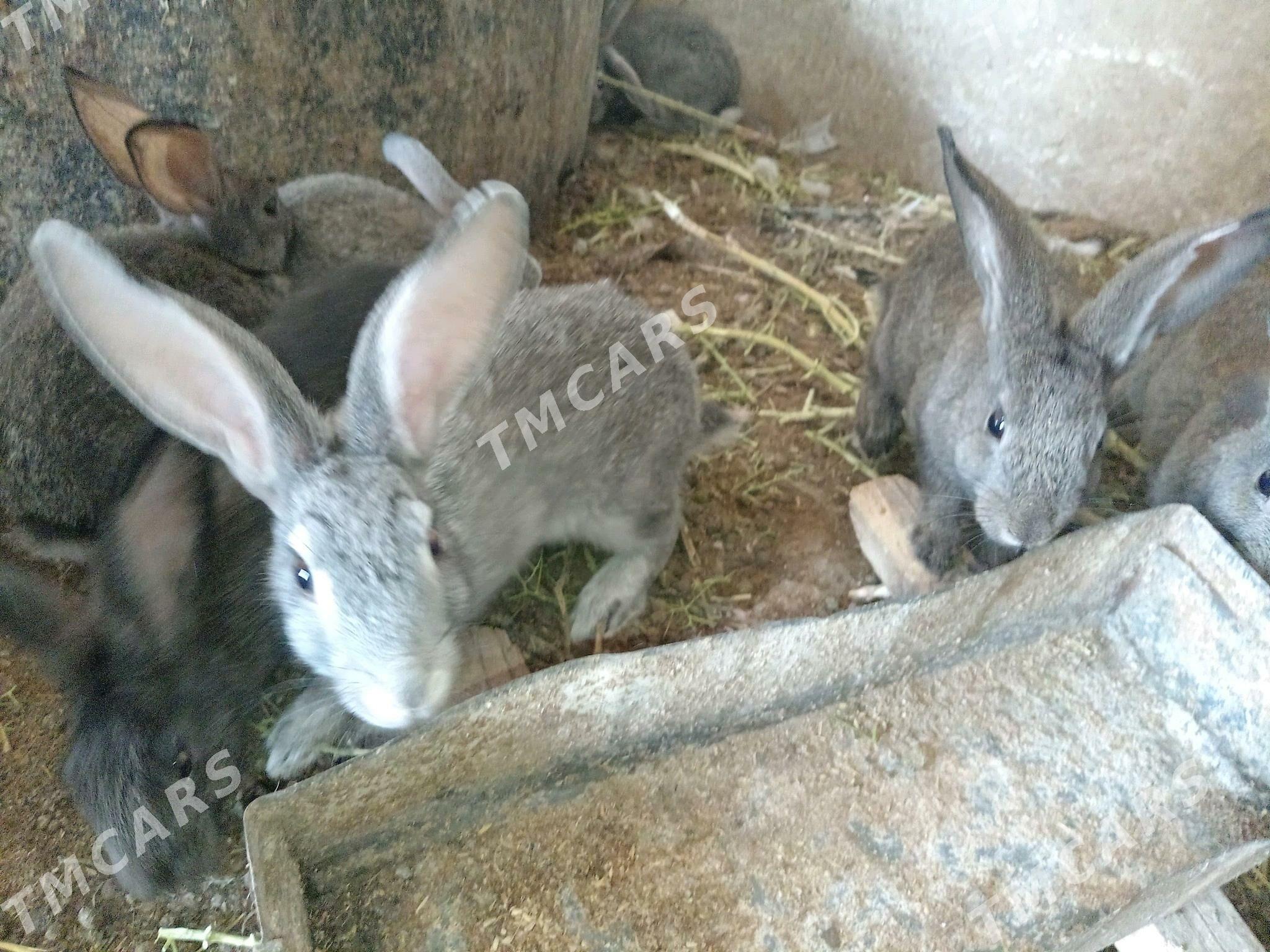 towşan - Esenguly - img 2
