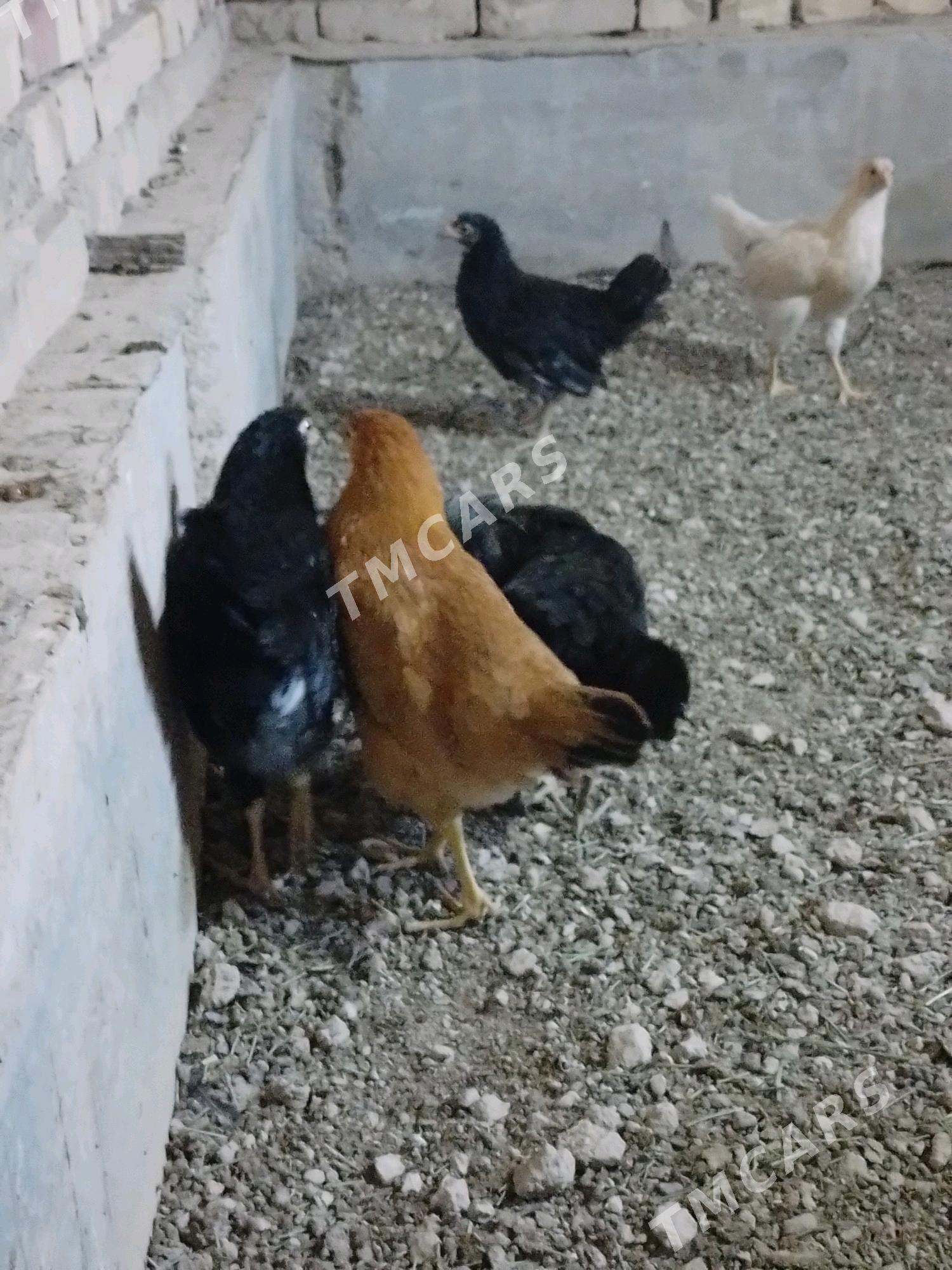 Arassa towuk - Мары - img 3