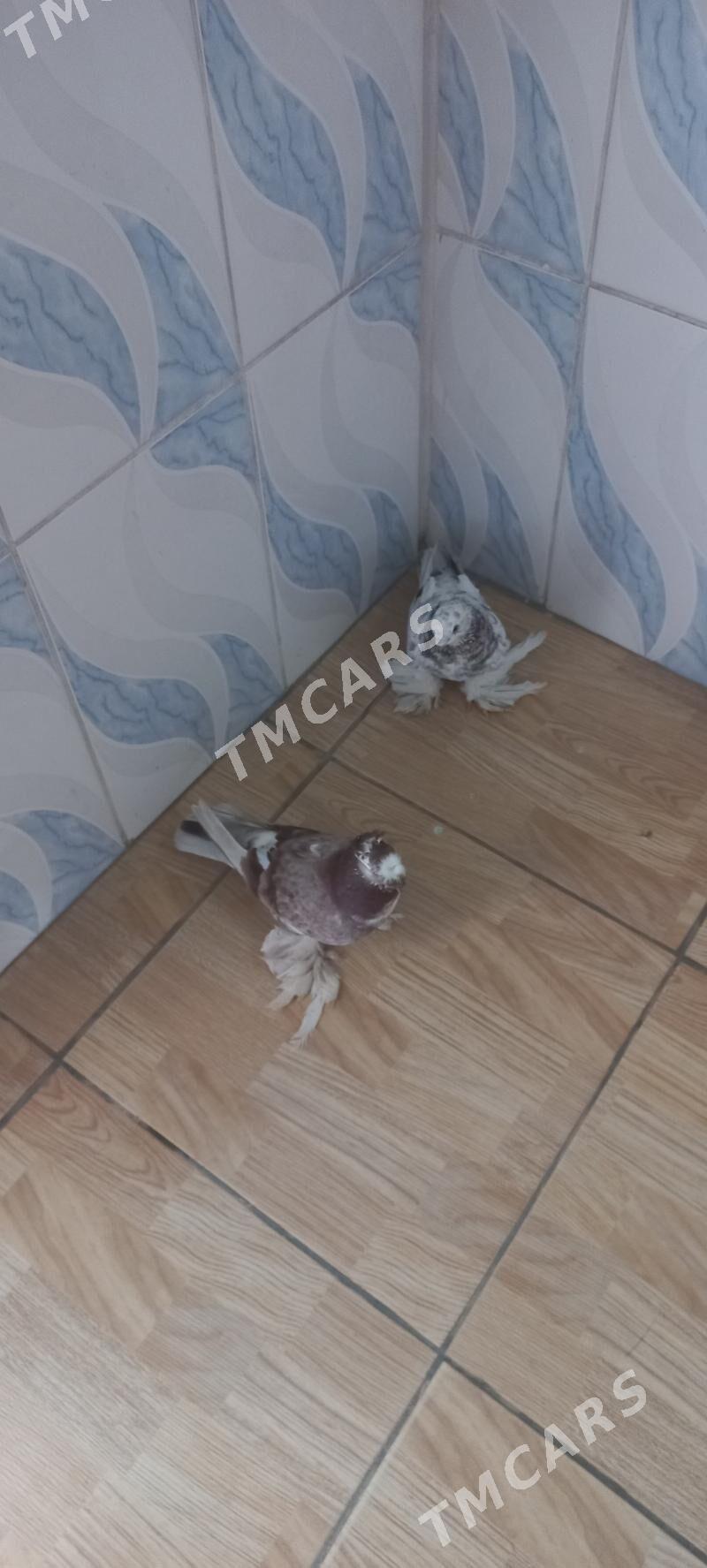 kepderi - Теджен - img 2