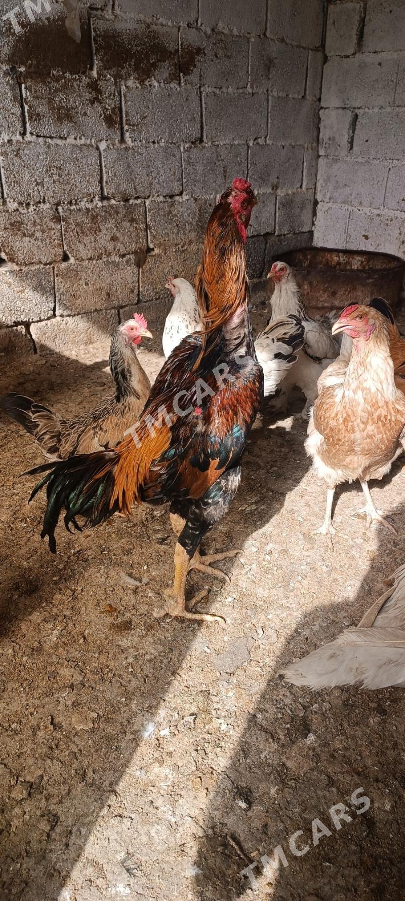taşkent - Ашхабад - img 3