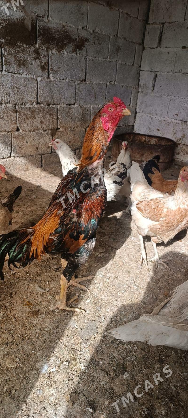 taşkent - Ашхабад - img 4