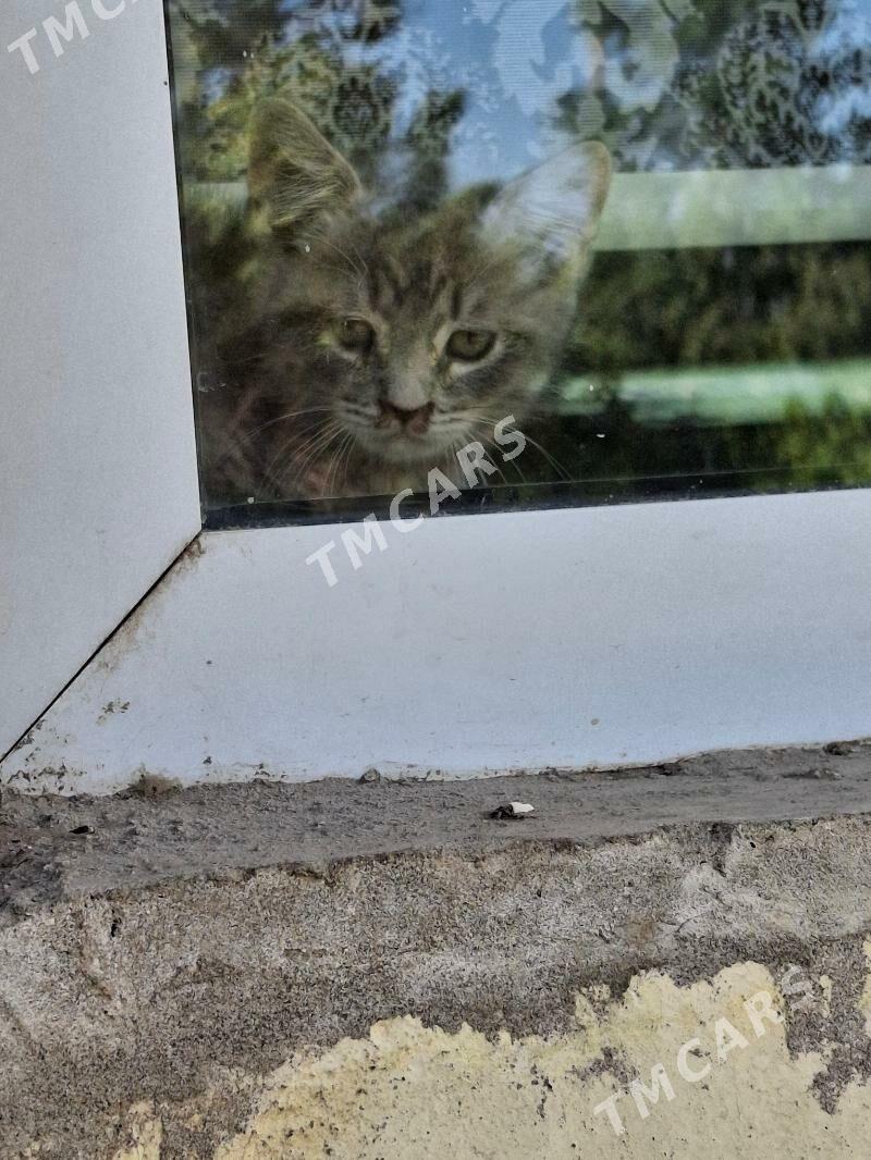 котёнок мальчик - Türkmenabat - img 2