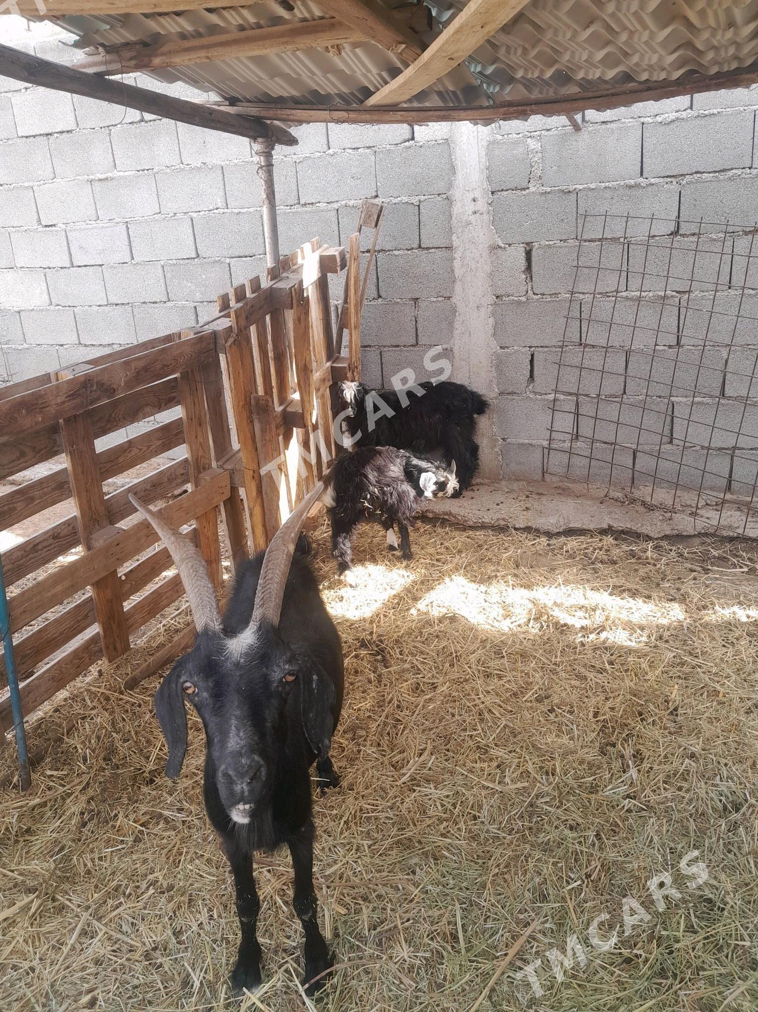 geci ekiz owlak - Гёкдепе - img 2