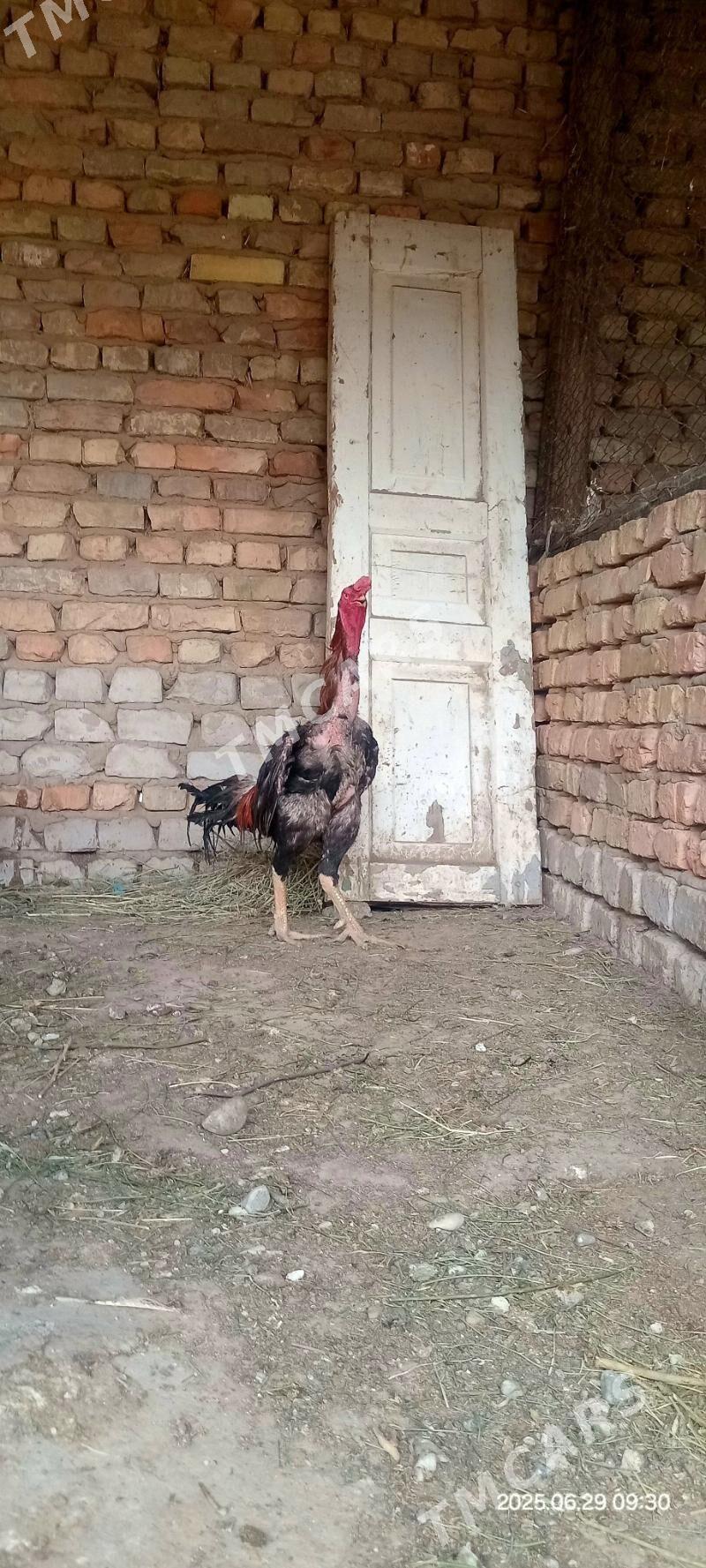 Taşkent baýes horaz - Кака - img 3