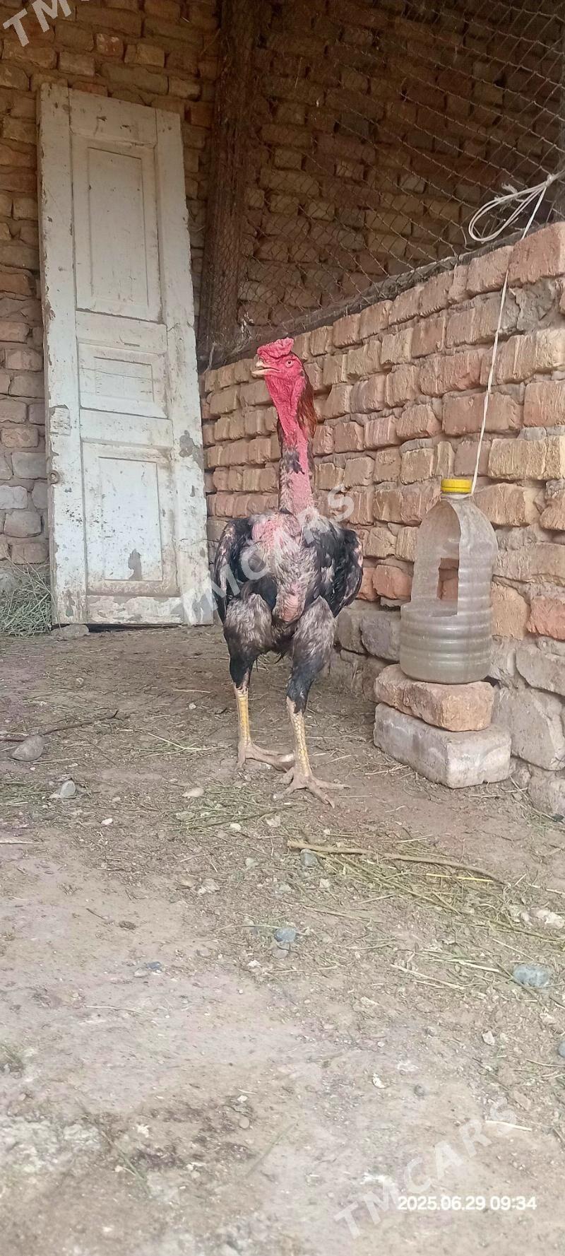 Taşkent baýes horaz - Кака - img 2