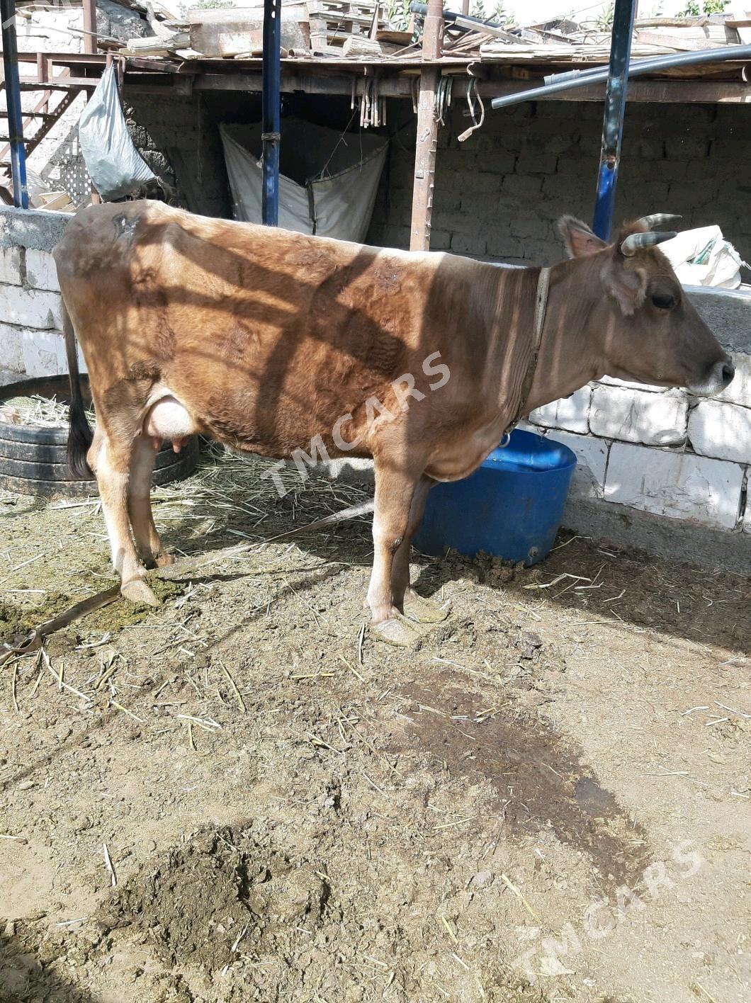 Gölelı   sygyr - Gökdepe - img 3