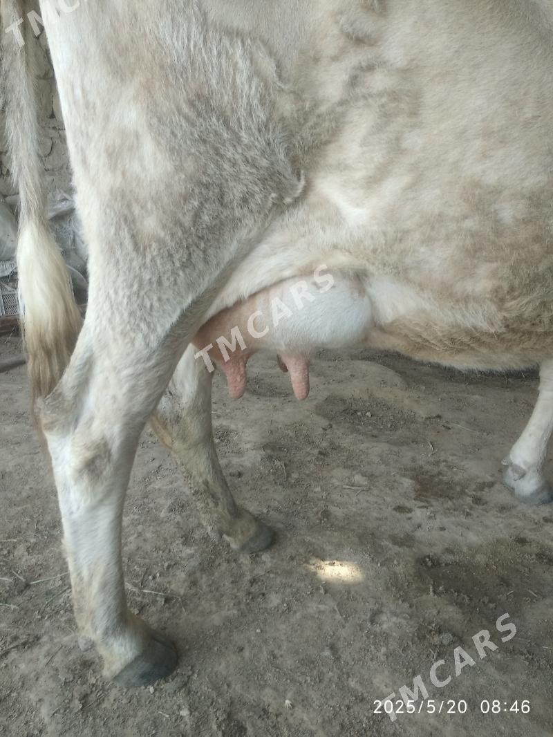 Sygyr - Jebel - img 2