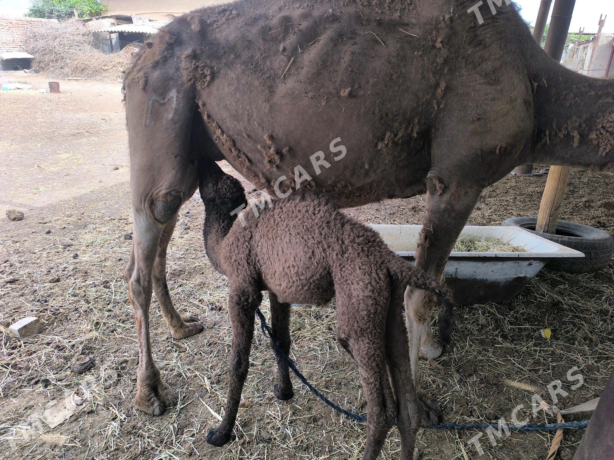 köshekli düýe - Теджен - img 2