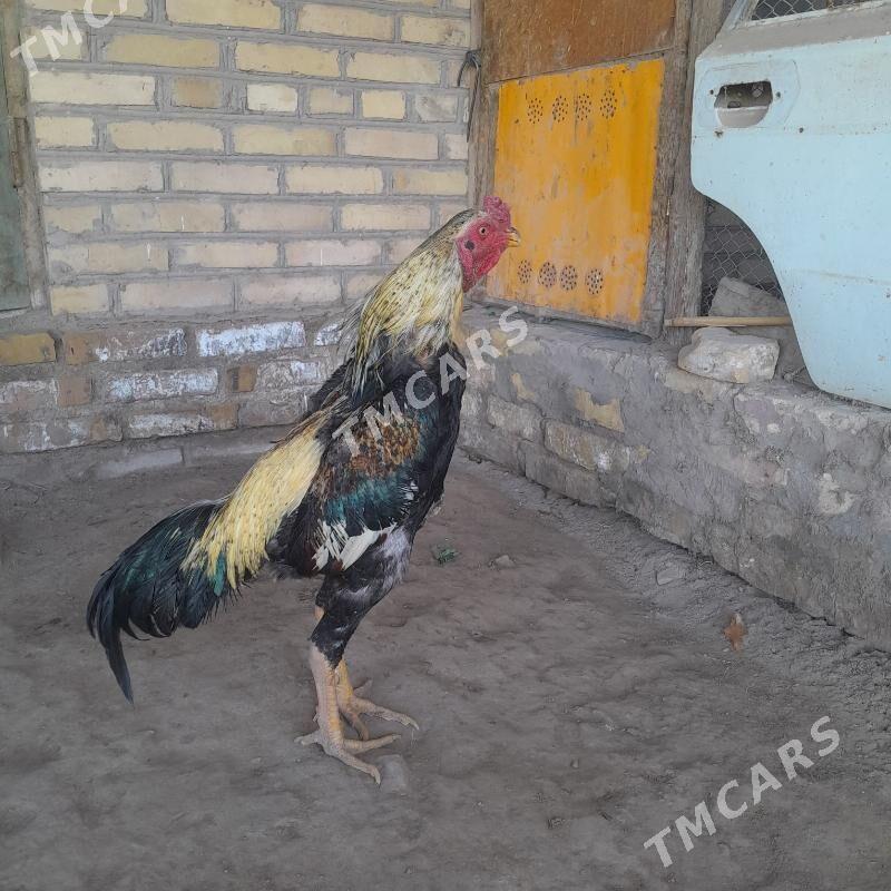 Taskent horaz - Kerki - img 2
