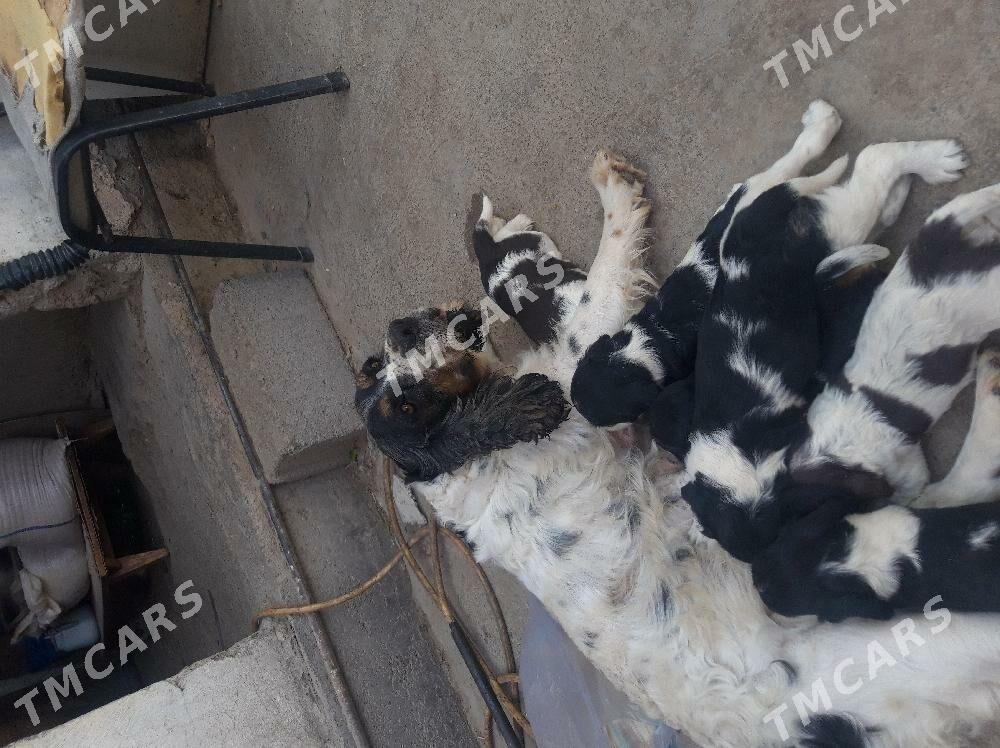 spaniel - Aşgabat - img 2