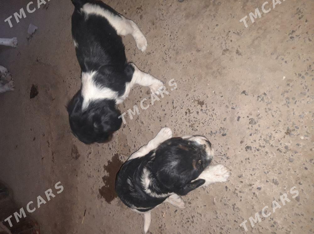 spaniel - Aşgabat - img 3