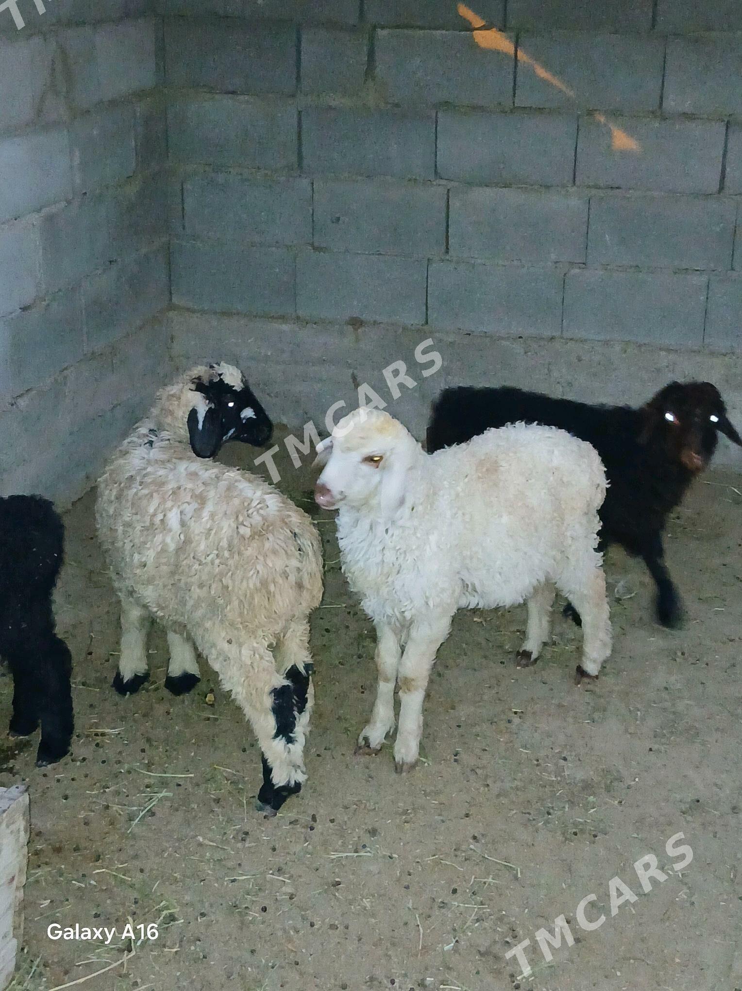 Tokli - Бахарден - img 2