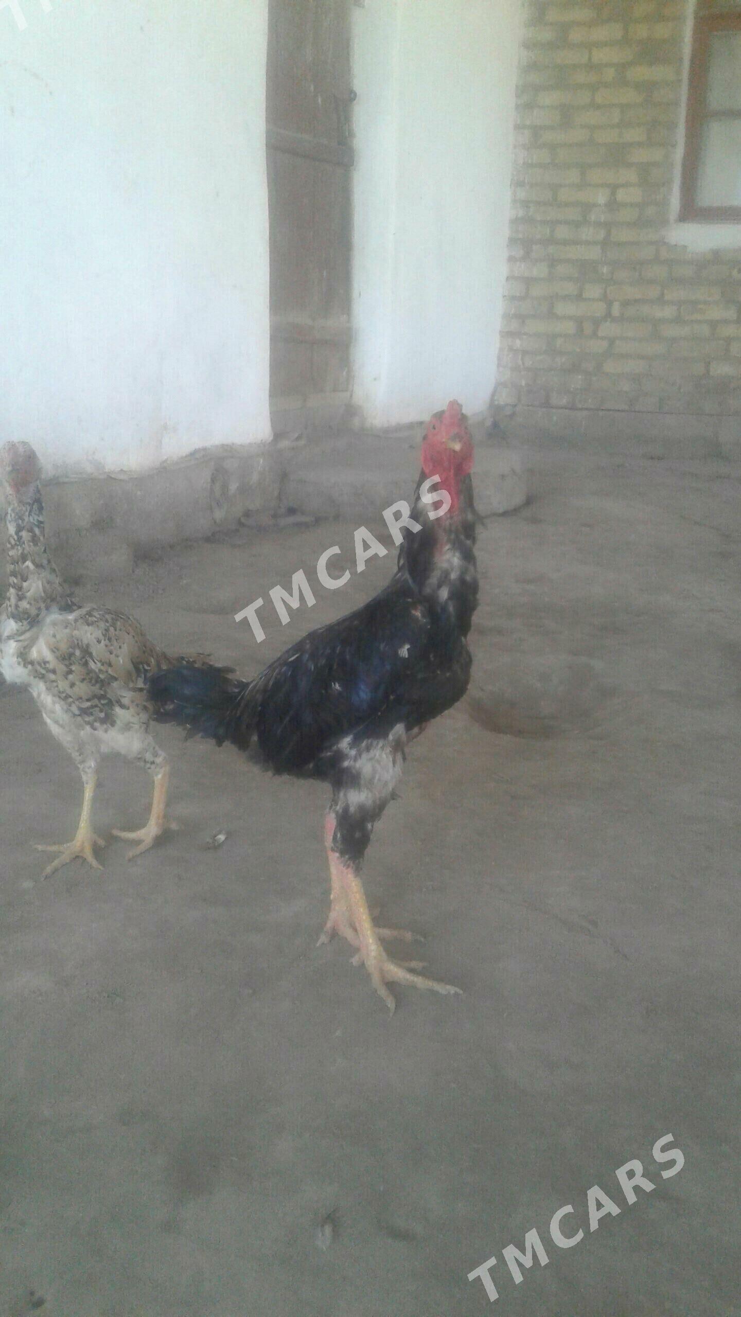 Baysow - Саят - img 4