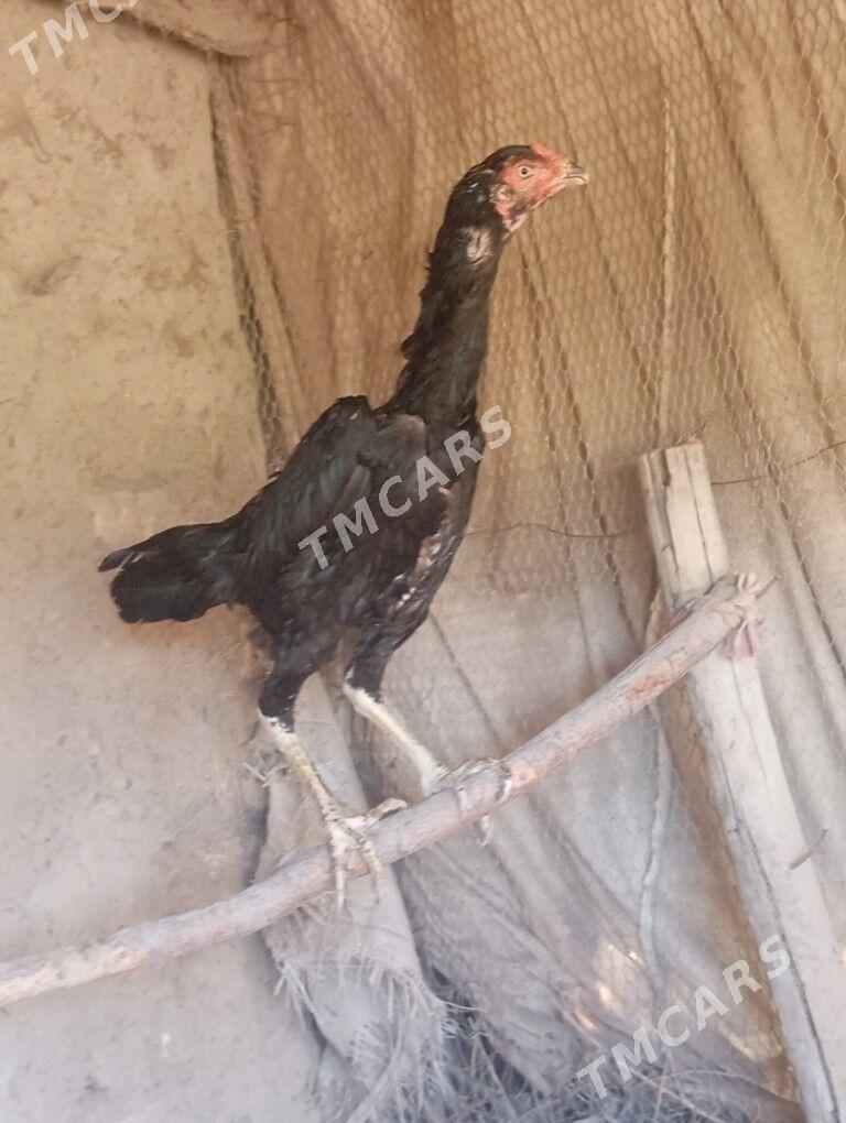 paroda towyk - Daşoguz - img 3