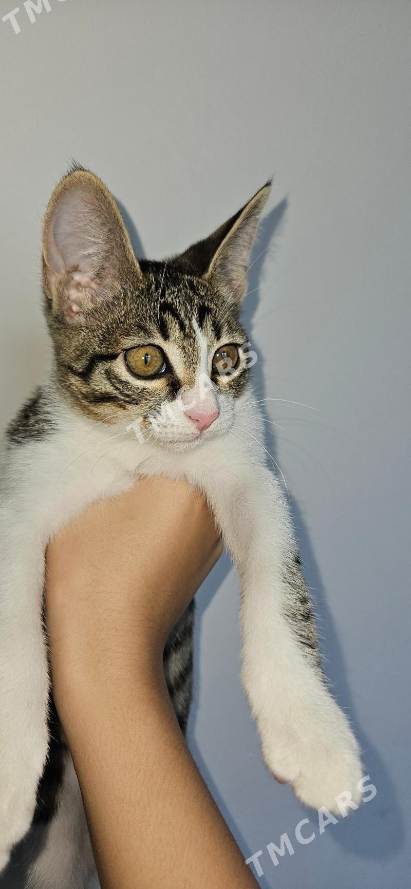 gyz pişik - Howdan "B" - img 2