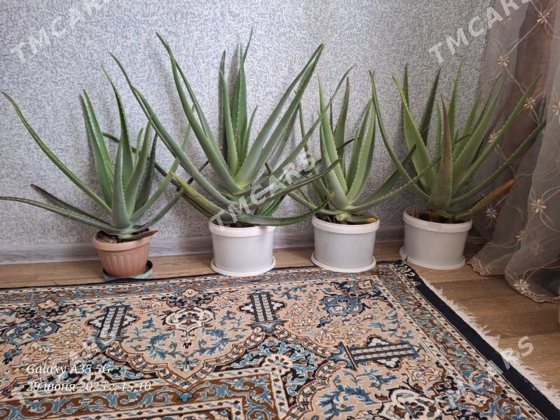 Aloe/Алоэ - Balkanabat - img 3