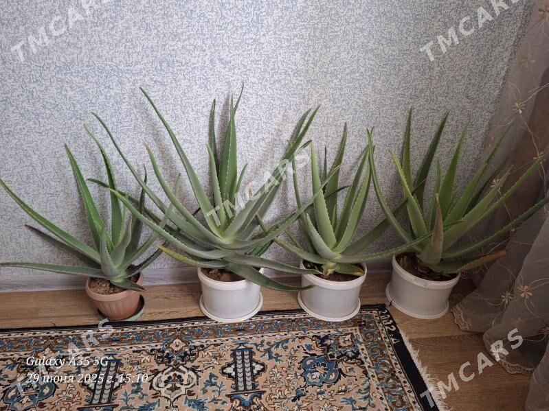 Aloe/Алоэ - Balkanabat - img 2