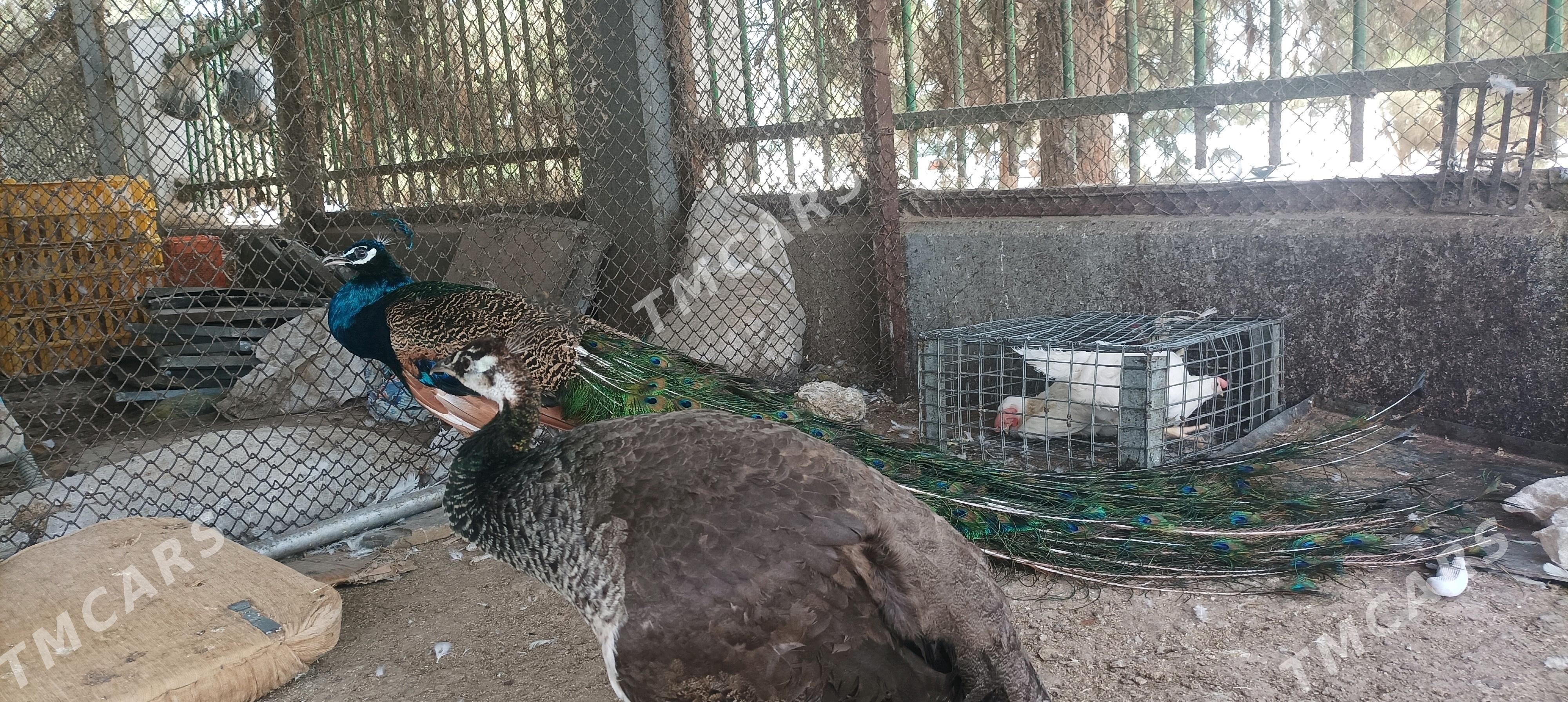 TAWUS GUŞ - Çoganly - img 2
